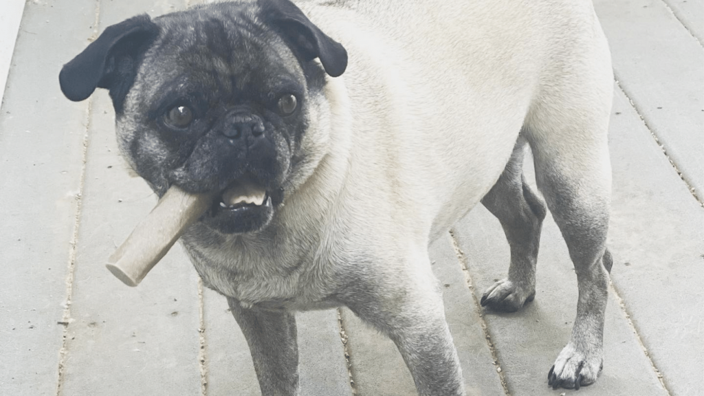 Maximizing Your Pug's Lifespan