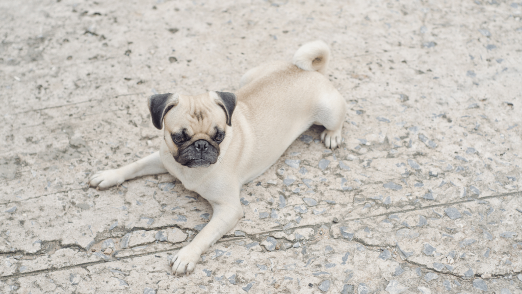 What to Feed a Pug Puppy - Dietary Needs of Pug Puppies
