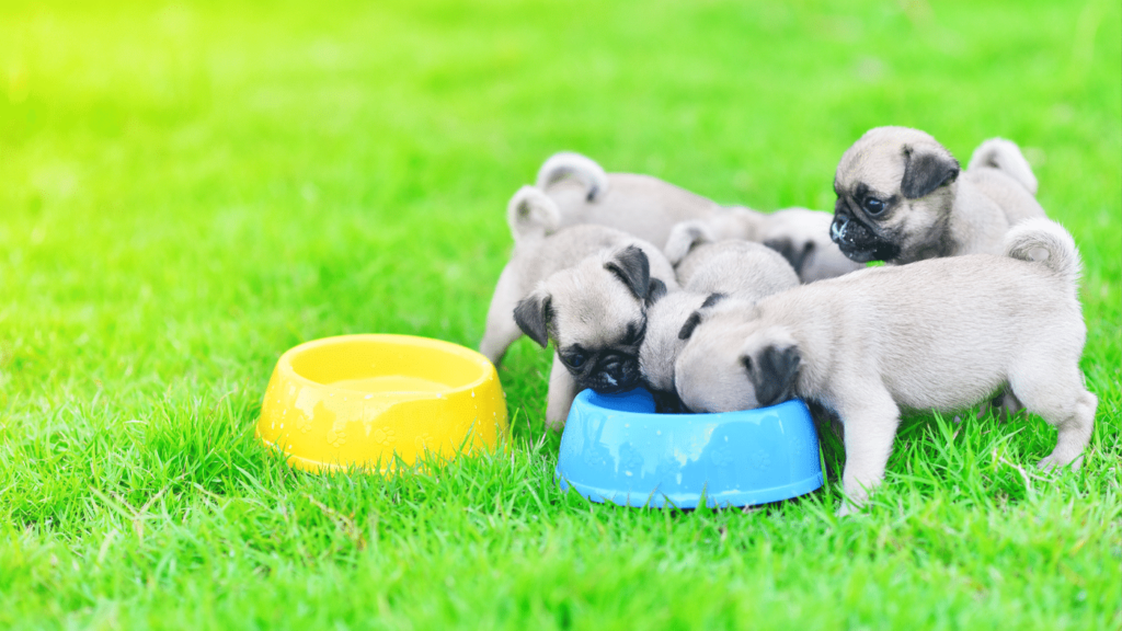What to Feed a Pug Puppy - Maintaining a Healthy Diet Throughout Their Life