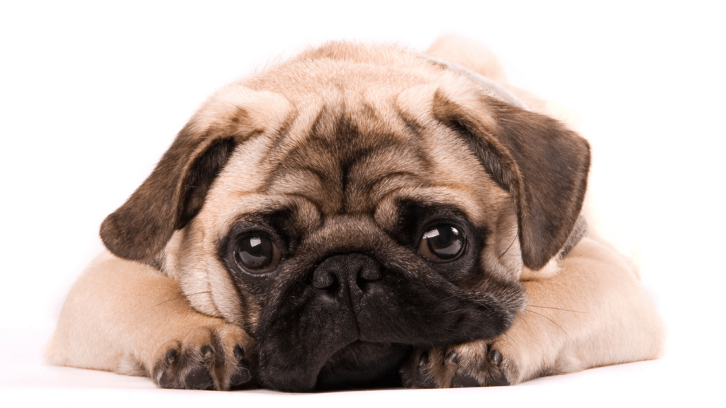 What to Feed a Pug Puppy - Troubleshooting_ Common Feeding Issues