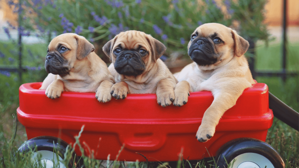 how much does a pug cost - Reputable Pug Breeders