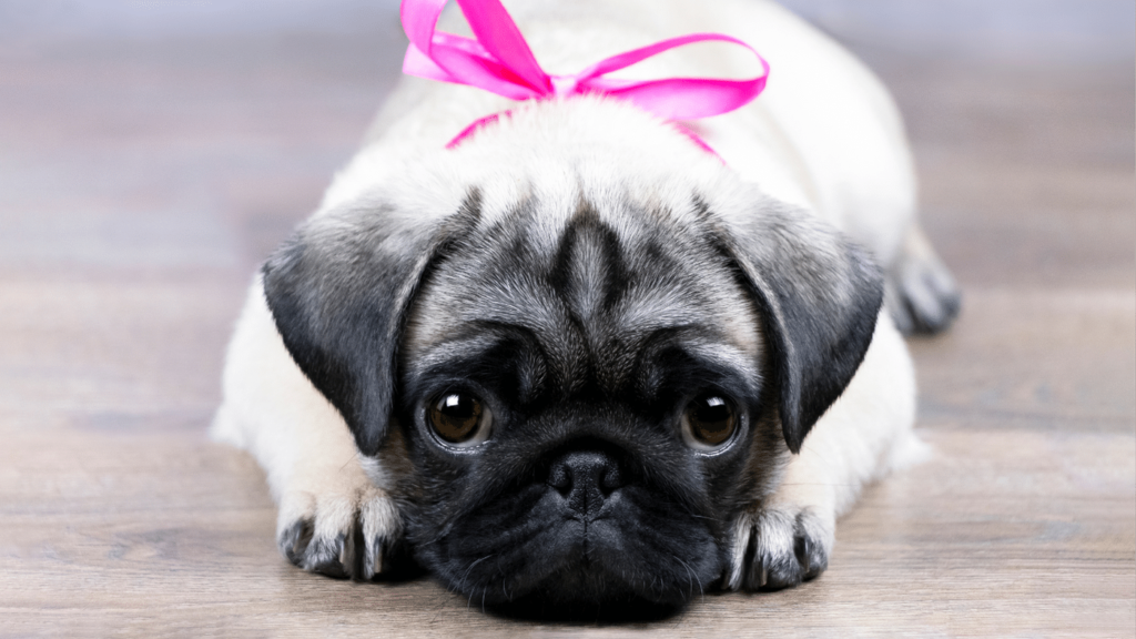 how much does a pug cost - The Price of a Pug Puppy