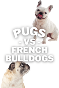 pug vs french bulldog