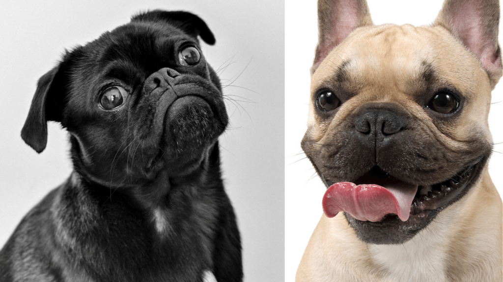 pug vs french bulldog - Making the Decision
