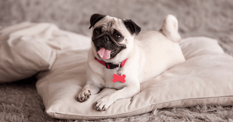 Do Pugs Slobber - Living with a Pug