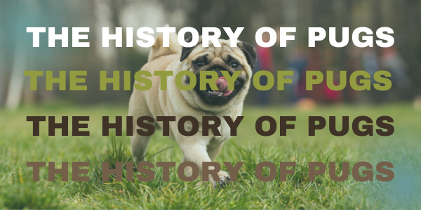 THE HISTORY OF PUGS