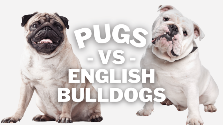 Pug vs English Bulldog