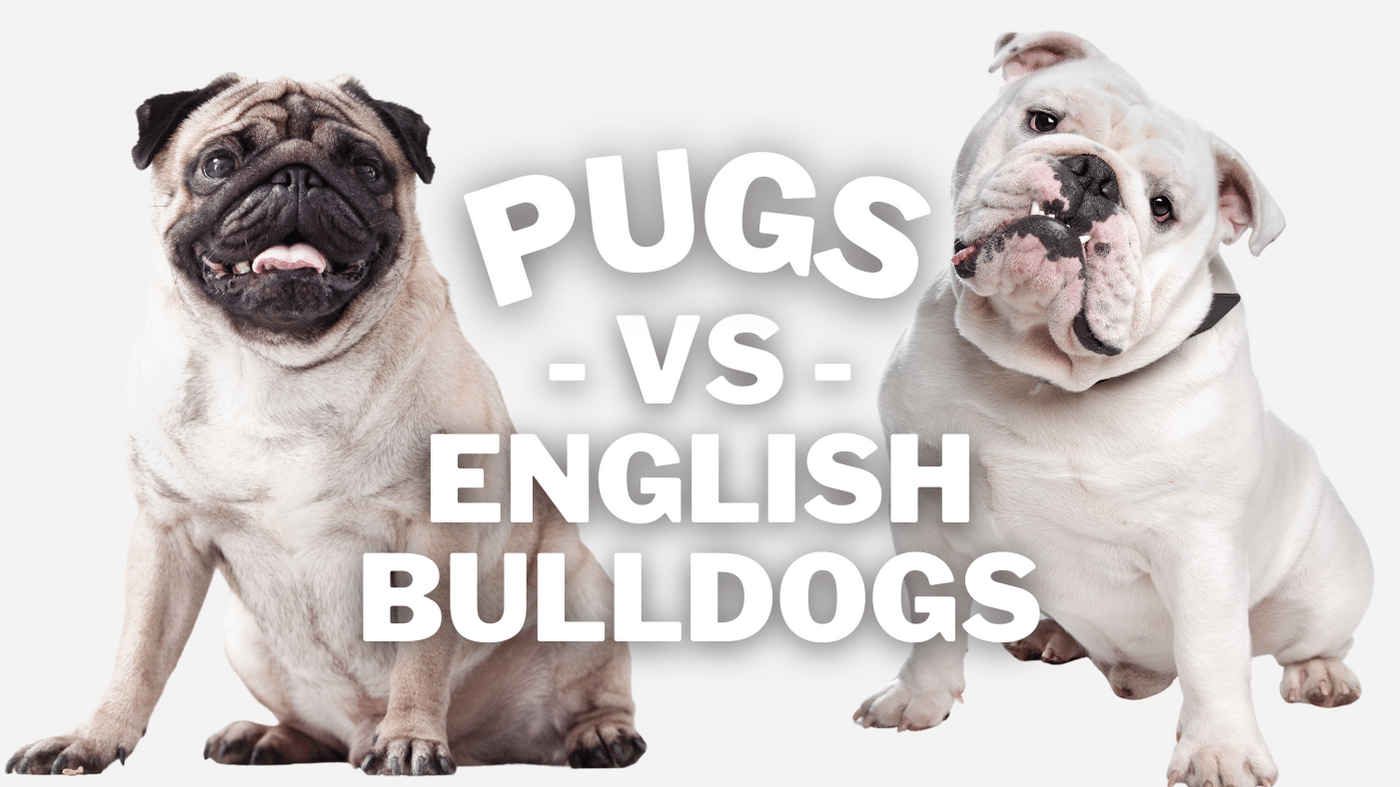 Pug vs English Bulldog – The Adorable Differences Explained!