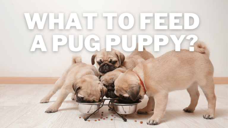 What to Feed a Pug Puppy