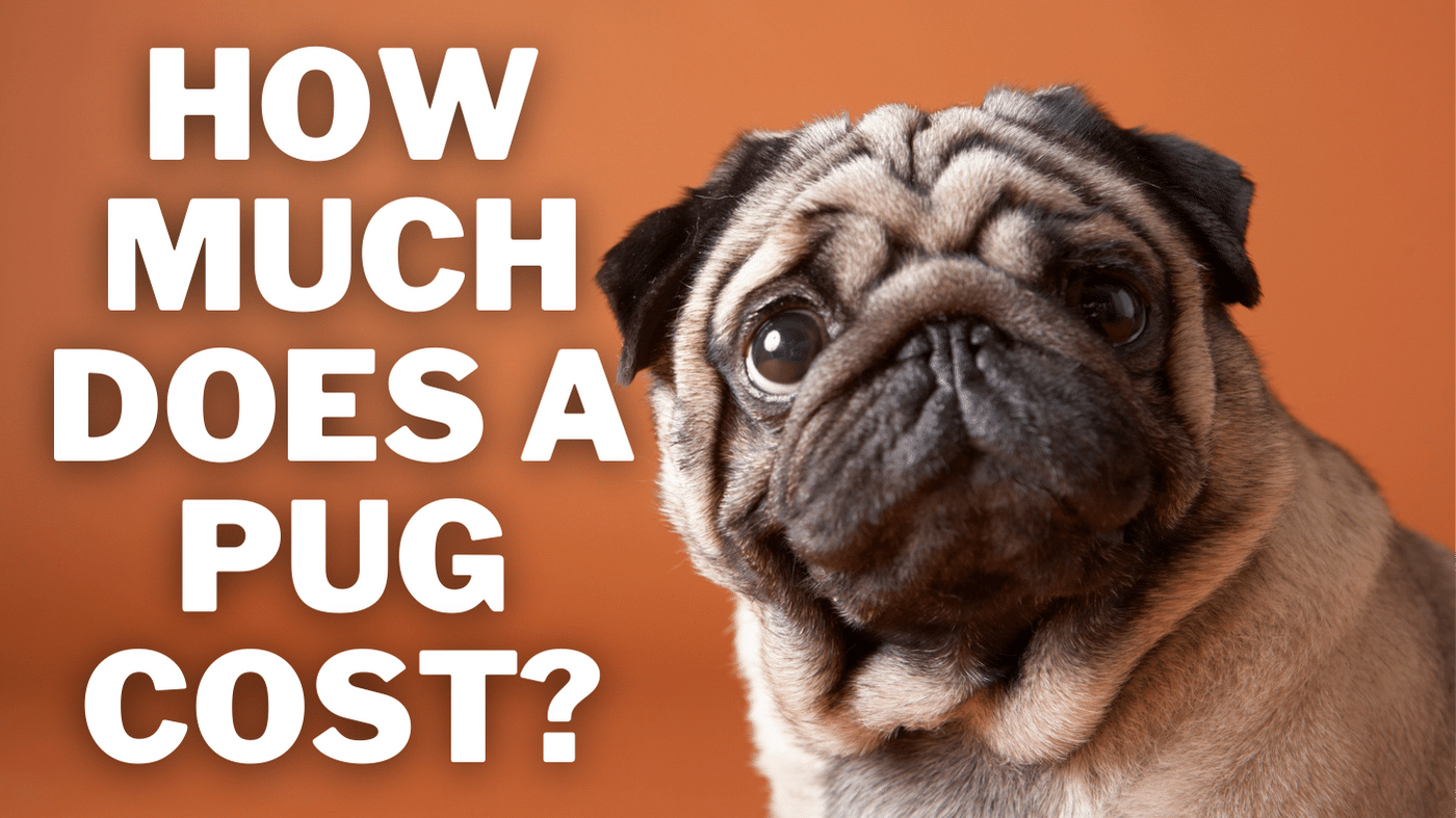 how much does a pug cost