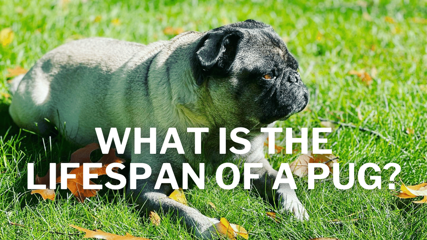 lifespan of pug