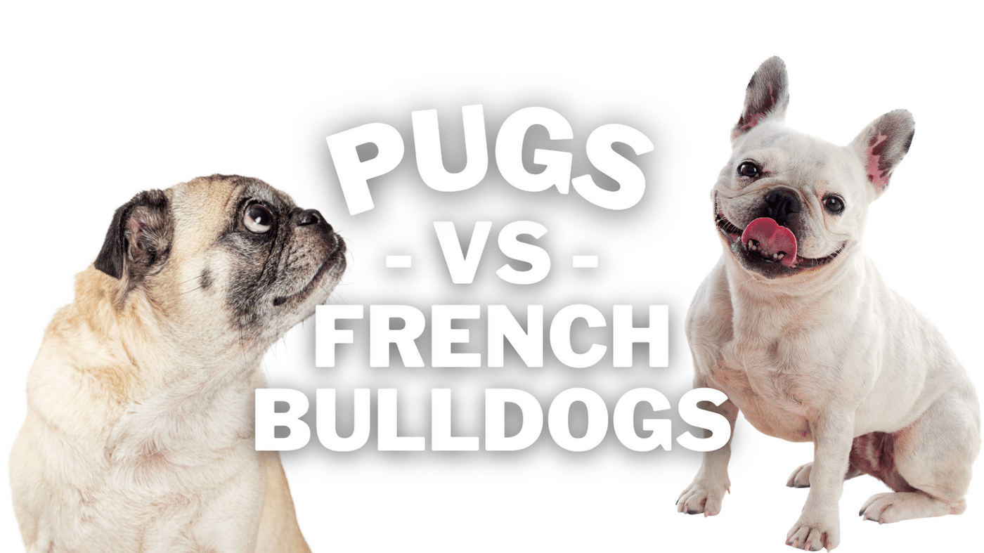 Pug vs French Bulldog: Revealing the Adorable Differences