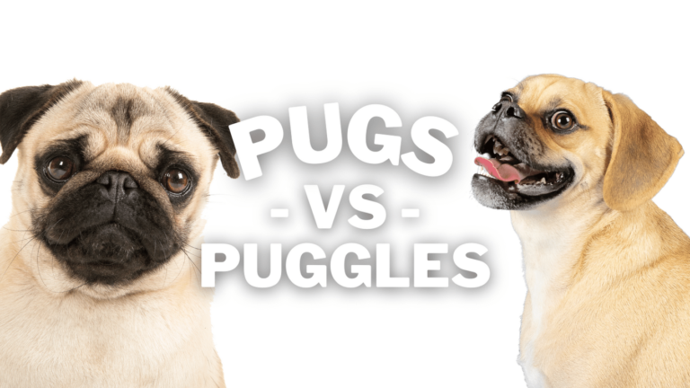 puggle vs pug